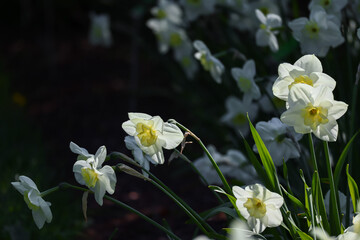 Wall Mural - Yellow beautiful daffodils, blooming in the light of the sun