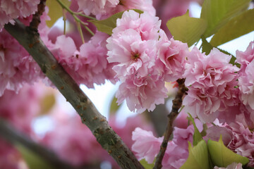 Wall Mural - Pink flowers blooming on a tree