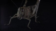 Fascinating Insect With Big Eyes And Long Legs: Detailed Features Of The Grasshopper Moving Slowly