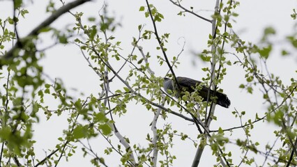 Wall Mural - (Cuculus canorus) is a migratory bird that belongs to the order Cuculiformes, family Cuculidae.