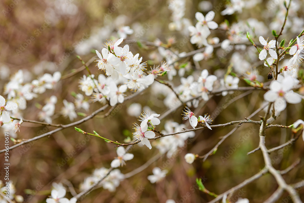 Tree branches with blooming flowers outdoors, closeup