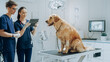 © Gorodenkoff - Two Young Female and Male Veterinarians Using a Tablet Computer with Diagnosis Software. Golden Retriever Obediently Standing on Examination Table in a Modern Veterinary Clinic