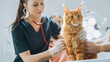 Smiling Veterinarian Using Stethoscope to Examining Breathing of a Pet Maine Coon Sitting on a Check Up Table. Cat Owner Patiently Waiting in the Room to Calm the Red Cat. Visit to Veterinary Clinic