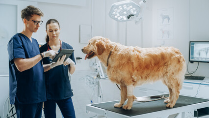 Team of Young Female and Male Veterinarians Working in Veterinary Clinic, Using a Tablet Computer and Discussing the Health of Golden Retriever Pet with a Medical White Bondage on a Front Paw