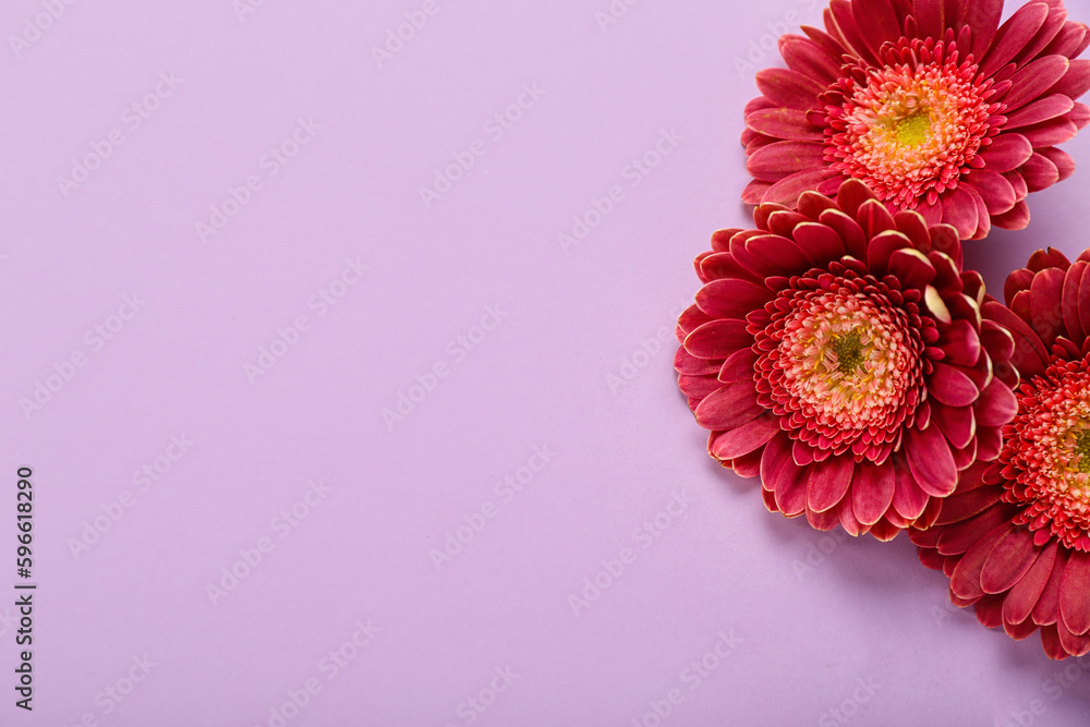 Beautiful gerbera flowers on lilac background