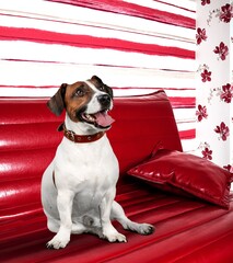 Poster - Happy smart dog sit on sofa