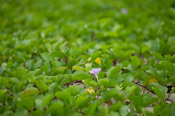 沖縄県南城市百名ビーチで咲く紫色の軍配昼顔