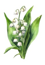 Watercolor Illustration Of A Lily Of The Valley Isolated On White Background. Generative AI.