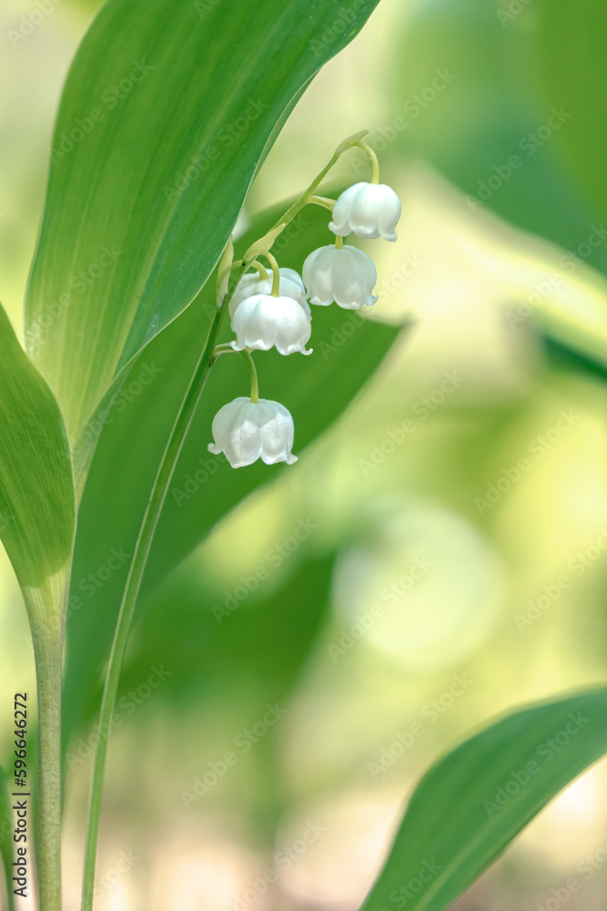 ニホンスズラン / Japanese Lily of the valley Stock Photo | Adobe Stock