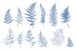 Set with fern leaves. Isolated floral design elements. Blue. Sketch style.