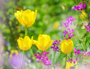 Wall Mural - Beautiful yellow tulips on green bokeh background