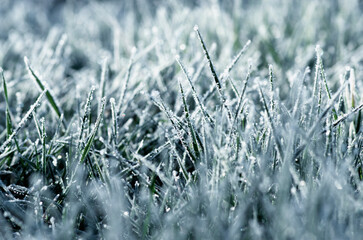 Wall Mural - Close up frozen ice on grass