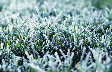 Canvas Print - Close up frozen ice on grass