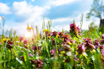 Wall Mural - Colorful flower meadow on a sunny spring day with blue sky and white clouds. Close-up with short depth of field. Background for ecological concepts with space for text.