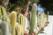 Kaktusy oświetlone sycylijskim słońcem