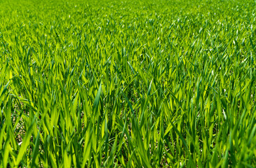 Green wheat growing in soil. Sprouts of rye. Agricultural rural background