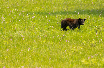 Sticker - Black Bear In Meadow Looks Back At Camera With Copy Space