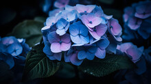 blue hydrangea flower with Camera sony a7ii lens carl zeiss