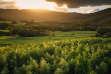 Generative AI Illustration Of Hemp Plantation In Green Field Surrounded By Trees And Mountains During Sunset