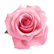 Pink Rose Isolated On White