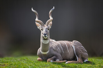 lesser kudu perched in the gras