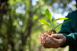 © doidam10 - Hand holding young plant on bokeh green nature background. Concept eco earth day, environment day. Female hand holding seedlings trees growing on soil in hands, Protecting forest resources.