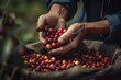 harvesting coffee berries from generative ai