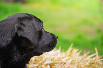 Wall Mural - Profile of a black dog on a background of straw and grass. Labrador retriever outdoors