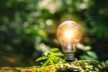 Wall Mural - ightbulb with young plant on soil and sunshine. concept saving energy in nature