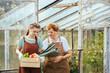 © Iryna - Attractive teenager girl holding wooden box full of fresh vegetables and helping her grandmother at summer. Two different generation working together harvesting vegetables in a greenhouse.