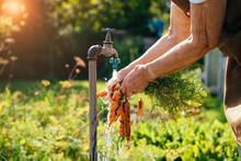 Unrecognizable Old Woman Pensioner Washing Freshly Picked Carrots From The Garden Under The Water Tap Outdoor. Sun Glare Effect. Organic Farm Food Harvest Concept.