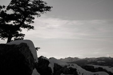 silhouette of a tree