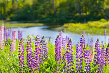 Lupines Infront Of Curvy Stream