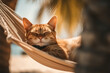 Cat sleeping in hammock at beach. 