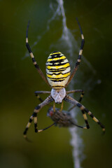 spider on a web