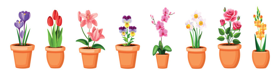 Set of beautiful pots with flowers. Vector illustration of colored pots with various flowers: crocuses, tulips, lilies, violets, orchids, daffodils, roses, gladiolus isolated on a white background.