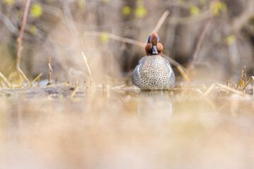 Wall Mural - Male green-winged teal (Anas carolinensis) in spring