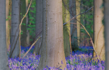 Poster - Beautiful view of the blue forest, Hallerbos