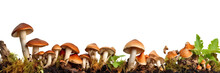 Mushrooms Isolated On Transparent Background - Generative AI