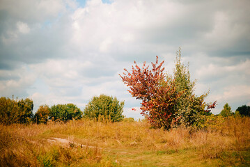 Wall Mural - Bright yellow trees and grass and sky a cloudy day. Autumn landscape. Beauty of nature is around us.	