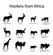 Africa hoofers animals vector silhouette illustration isolated on white. Antelope, gazelle, giraffe, camel, zebra, bush pig, Brahman cow, impala, Oryx, Gemsbuck, Ankole Watusi bull, eland, waterbuck.
