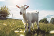 White goat grazes in a field with green grass and yellow dandelions on a sunny day. White horned goat walks on a green meadow in a farm. Generative AI