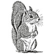 Hand drawn cartoon squirrel, vector vintage illustration baby squirrel.