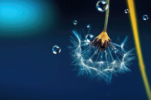 A Drop Of Water On Dandelion Parachute On Beautiful Dark Blue Background. Bright Elegant Colorful Artistic Image Of Beauty Of Nature