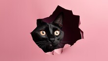 Black Cat Looks Out Of Hole In Pink Paper Generative AI