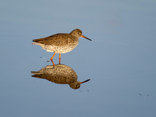 Sticker - Redshank, Tringa totanus