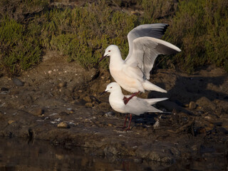 Slender-billed gull, Chroicocephalus gene