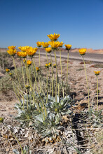 Desert Sunflowers In The Sunny Desert And Blue Sky Background