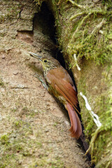 Wall Mural - Spot-crowned Woodcreeper