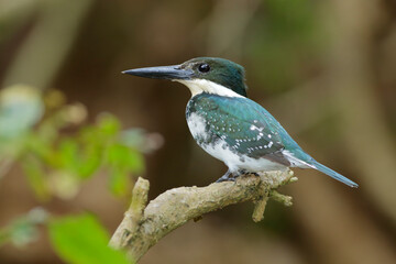 Wall Mural - Green Kingfisher about to dive in river to catch fish